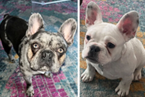 2 stolen French Bulldogs found, returned to family, DC police say