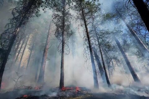 How AI technology could be ‘a game changer’ in fighting wildfires