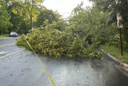 A large tree fell on an SUV in the District, on Massachusetts Avenue by Observatory Circle. (Courtesy Matt Kaufax/WTOP)