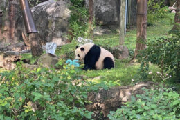 Giant panda Mei Xiang enjoys her 25th birthday fruitsicle cake at the National Zoo on July 22. (WTOP/Luke Lukert)
