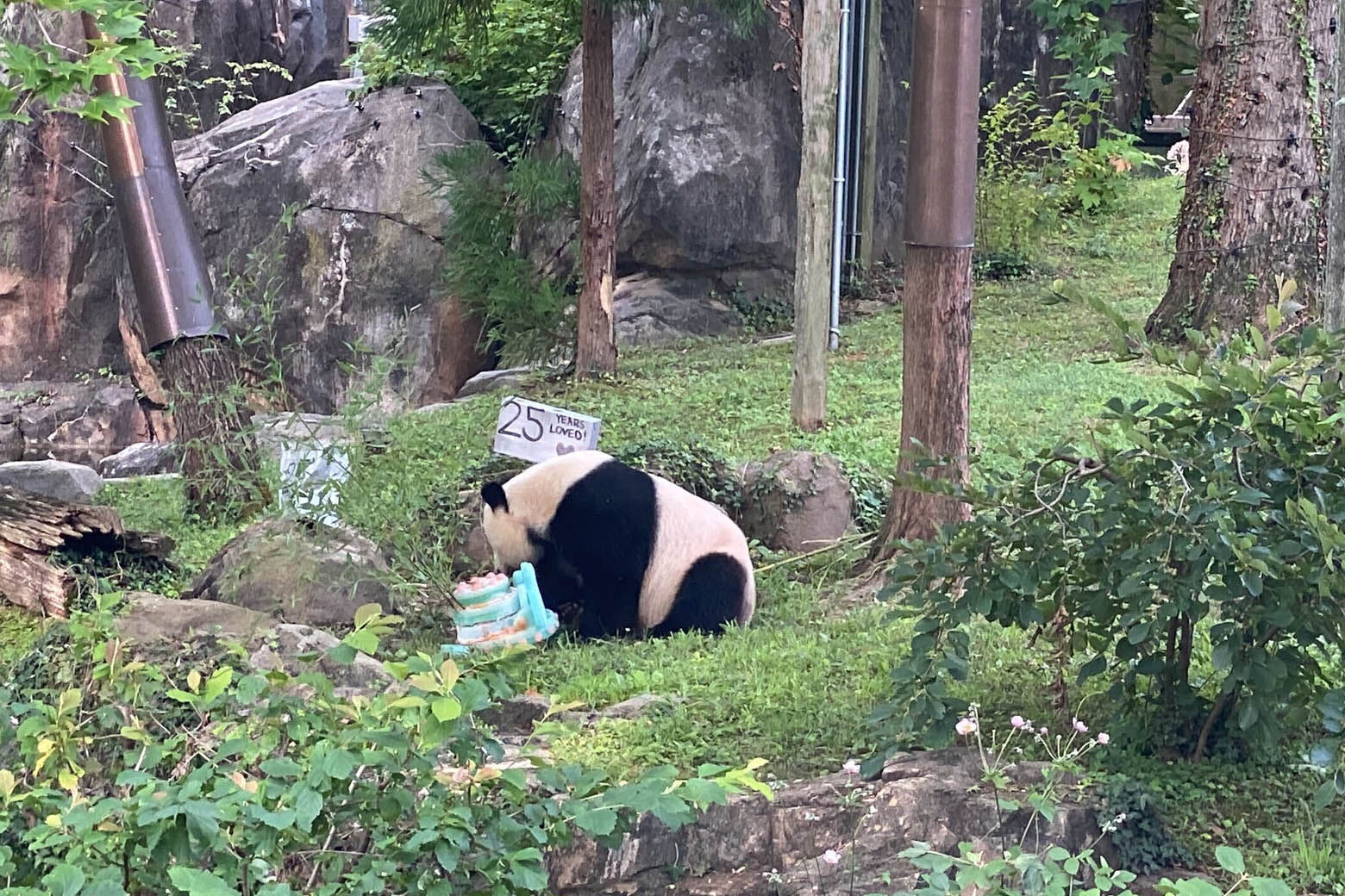 Mei Xiang, meaning “beautiful fragrance," was born in 1998 at the China Research and Conservation Center for the Giant Panda in Wolong, Sichuan Province. (WTOP/Luke Lukert)