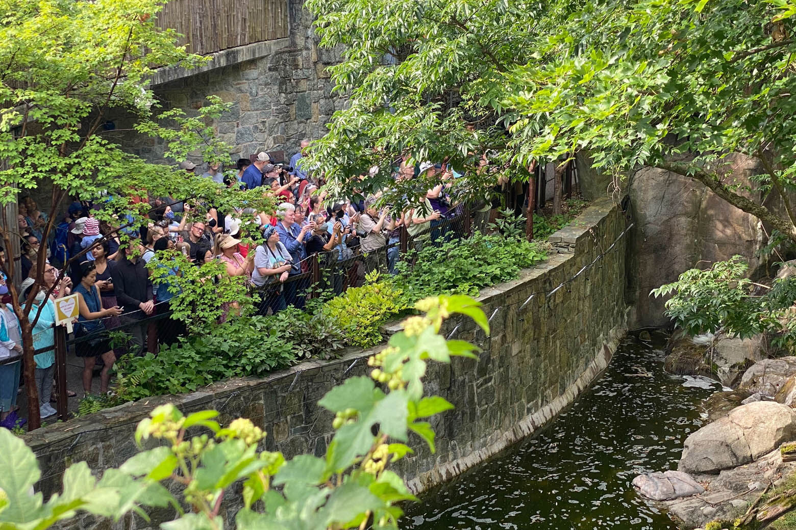 Hundreds of panda fans gathered around Mei’s habitat to celebrate. (WTOP/Luke Lukert)