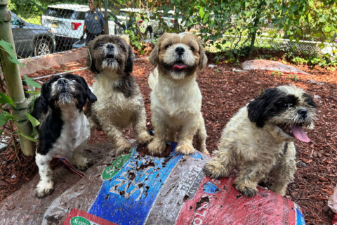 9 Shih Tzus rescued in DC animal neglect investigation