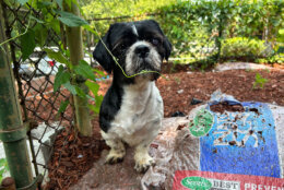 Nine Shih Tzu dogs were rescued from a residence in Northeast D.C. as part of an animal neglect investigation. (Courtesy Humane Rescue Alliance)