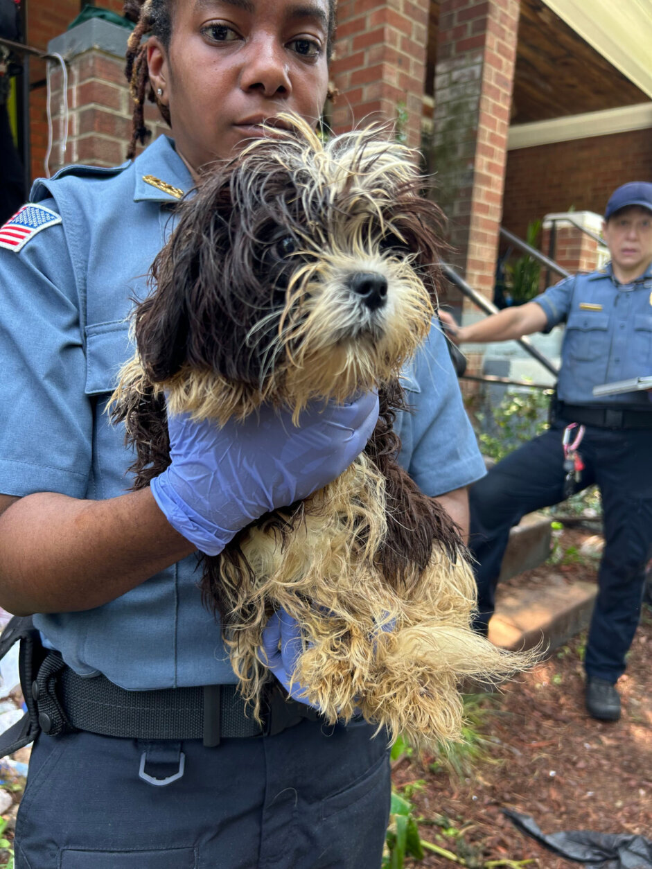 Nine Shih Tzu dogs were rescued from a residence in Northeast D.C. as part of an animal neglect investigation. (Courtesy Humane Rescue Alliance)