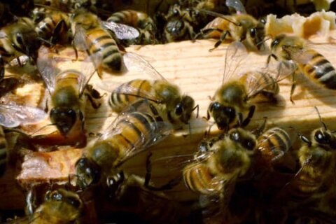 Urban beekeeping project works to restore honey bee populations