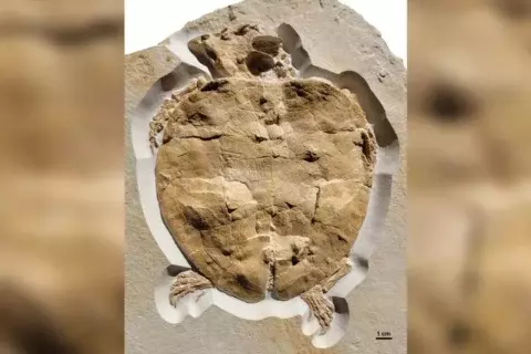 Exquisitely preserved fossil of Jurassic sea turtle includes near-complete skull and limbs
