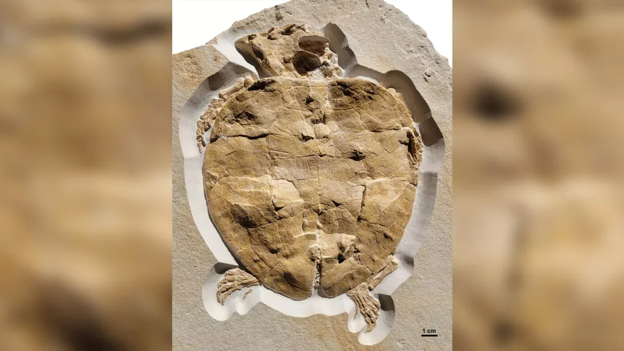 Exquisitely preserved fossil of Jurassic sea turtle includes near-complete  skull and limbs - WTOP News