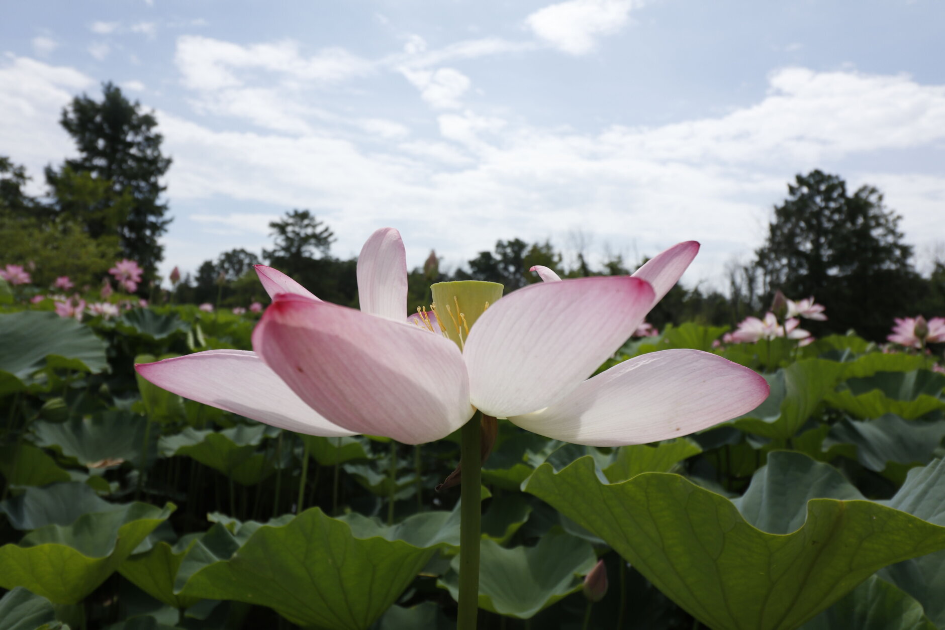 See DC's other famous blossoms at the Kenilworth Aquatic Gardens