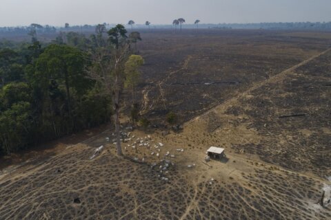 In Lula’s first six months, Brazil Amazon deforestation dropped 34%, reversing trend under Bolsonaro