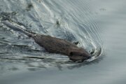 Teenager swimming in Maryland lake bitten by rabid beaver