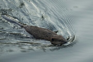 A beaver swimming