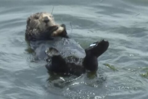 Otter attacks 3 women inner-tubing on Montana river