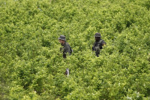 Biden administration suspends satellite monitoring of Colombian coca crops as cocaine surges