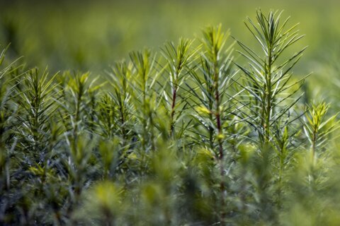 House Republicans propose planting a trillion trees as they move away from climate change denial