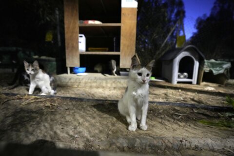 A feline virus mutation in Cyprus caused far fewer cat deaths than claimed, veterinary leader says