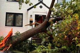 Tree that fell on an apartment building at 1200 block of Queen Street NE during the storms (Courtesy DC Fire and EMS)