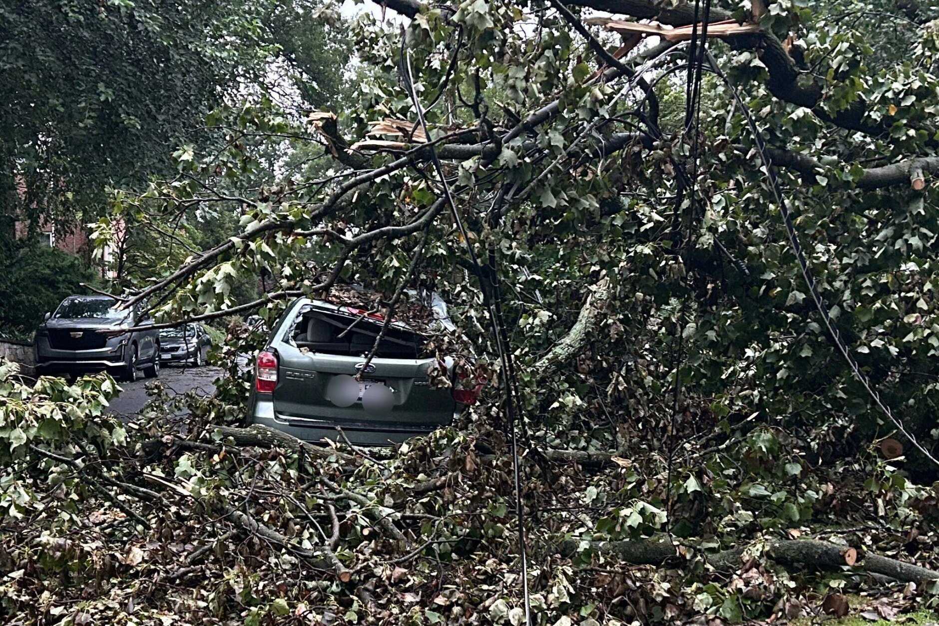 Tree falls on car in NW DC
