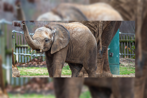 Louisville Zoo announces 3-year-old elephant calf, Fitz, dies of virus