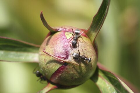 Are ants harmful to the garden? Usually not
