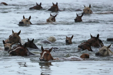 Crowds watch Chincoteague wild ponies complete 98th annual swim in Virginia