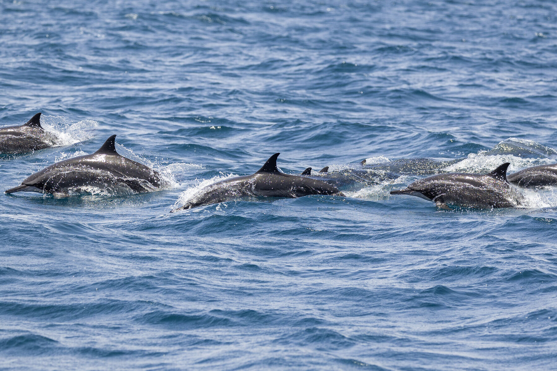 Sharks may be on your TV this week, but dolphins are in a bay or