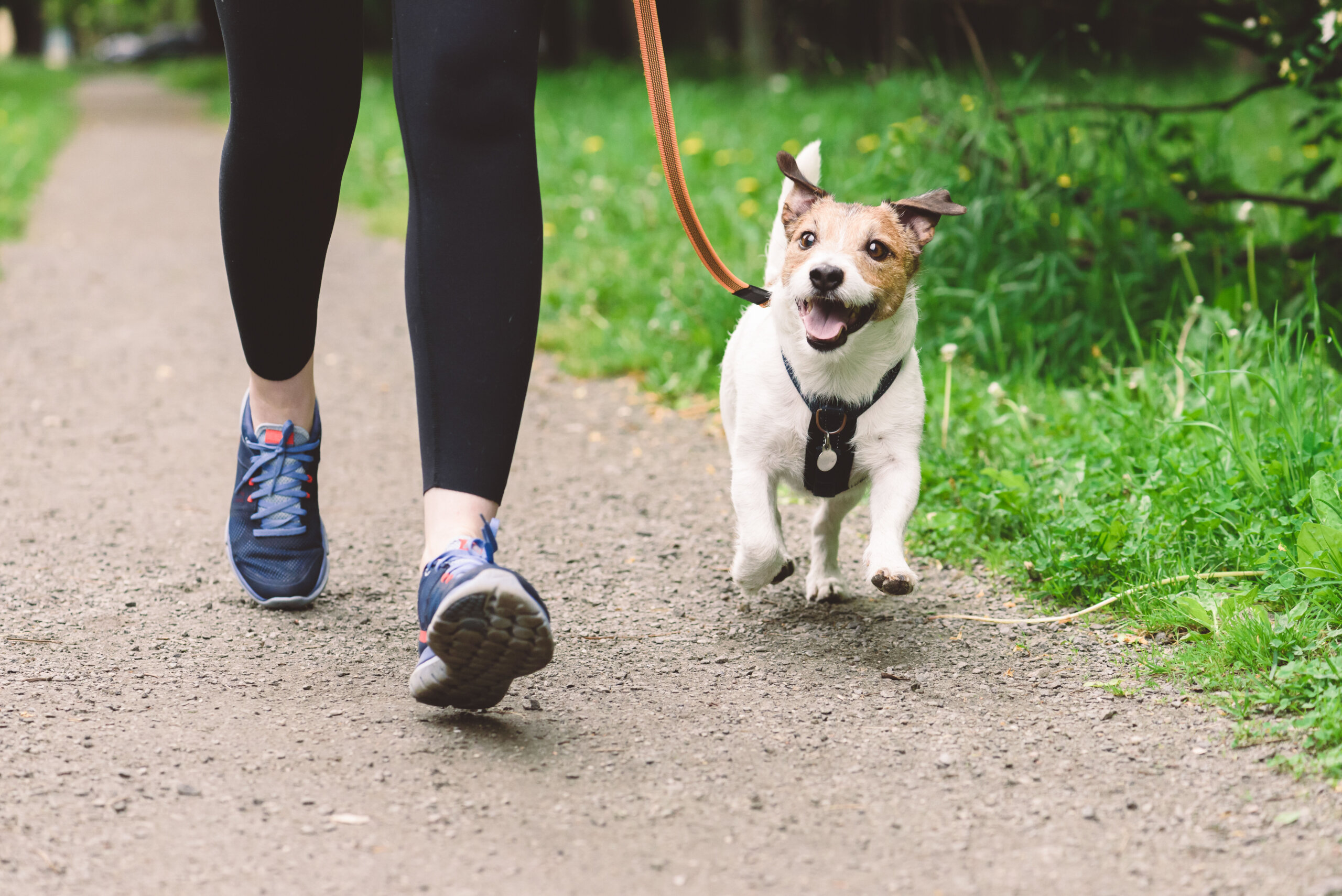 Hot dog! Nationals bring back Pups in the Park - WTOP News