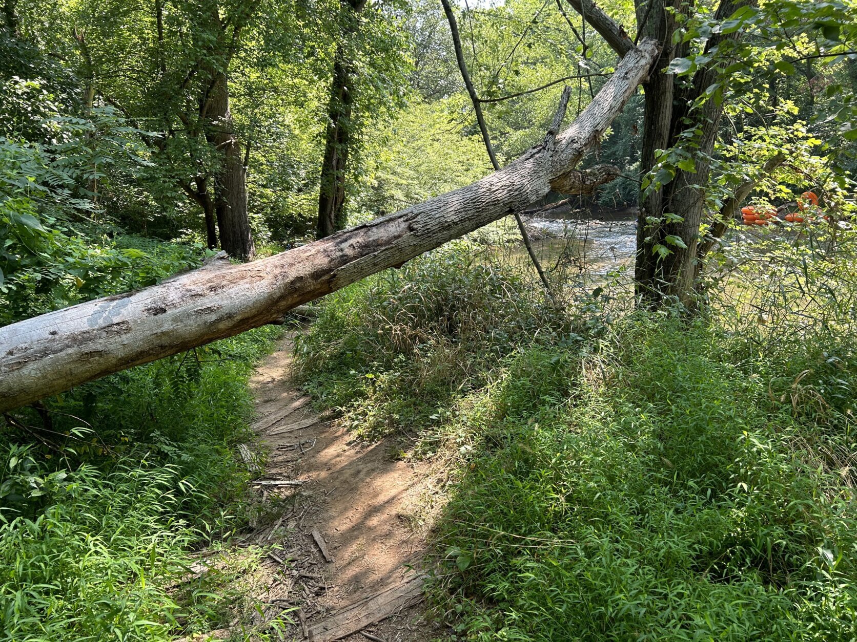 <p>Within a few hundred feet on the unmarked path, I could hear some gurgling water to my right. When I reached the point where a huge fallen tree blocked the path, with the shady creek in sight, it was worth it to bend down and try to propel my creaky body under the tree.</p>
<p>A few more feet, then a butt-scoot down a short, muddy path and there it was.</p>
<div><div style=""><style>#tnvbNcaMHUrl {margin-bottom: 10px;padding: 20px 10px;background: #D30000;text-align: center;font-weight: bold;color: #fff;border-radius: 5px;}.connatix_video_caption{margin-bottom: 30px; margin-top:0; font-size: 14px; color: #272828;  font-weight: 600; text-align: left; display:none;}</style>

<div style="display:block;min-width:100%;min-height:100px"><div id="tnvbNcaMHUrl" style="display:none;">This page contains a video which is being blocked by your ad blocker.<br>In order to view the video you must disable your ad blocker.</div><script id="cfe0a670a401490598d104d5c7b7d8fd">(new Image()).src = "https://capi.connatix.com/tr/si?token=9be9c680-c459-4acb-af21-654a2ccca384&cid=c2ffed0c-3624-46c0-b10f-97c976d290a3";cnx.cmd.push(function() {cnx({playerId: "9be9c680-c459-4acb-af21-654a2ccca384", mediaId: "3e0ebd6a-94e6-4b2a-a6c3-bf603c5dae1d"}).render("cfe0a670a401490598d104d5c7b7d8fd", function(renderError, playerApi) {if(!renderError && playerApi && typeof playerApi.getSize === "function") {var size = playerApi.getSize();var captionElement = document.querySelector(".connatix_video_caption");if(captionElement && size) {captionElement.style.width = size.width + "px";captionElement.style.display = "block";}}});});</script><div class='connatix_video_caption'></div></div></div></div>
<p>By walking maybe 20 steps, in water less than two feet deep, I was standing in the middle of some gentle &#8220;rapids&#8221; — flowing water strong enough to propel an inner-tube rider at a fun pace, but not strong enough to knock down a child (or a rickety 64-year-old reporter).</p>
<p>Heading toward the River Road overpass, the water gets a bit deeper, with less of a current. Had I brought my bathing suit, maybe I would have sat down to enjoy the cool water. By the way, bring water shoes or an old pair of sneakers, since the creek bed is rocky and slightly slippery.</p>
<blockquote class="twitter-tweet tw-align-center">
<p dir="ltr" lang="en">Uh-oh, the secret’s out. I’ll tell you where to find this swimming hole on wtop-dot-com, and 103.5FM <a href="https://t.co/FtjQ1qJXYE">pic.twitter.com/FtjQ1qJXYE</a></p>
<p>— Neal Augenstein (@AugensteinWTOP) <a href="https://twitter.com/AugensteinWTOP/status/1685011767817076737?ref_src=twsrc%5Etfw">July 28, 2023</a></p></blockquote>
<p><script async src="https://platform.twitter.com/widgets.js" charset="utf-8"></script></p>
<p>Finding silent solitude may require a visit during &#8220;off-peak&#8221; hours. During my late-morning visit, I saw some kids with tubes, and others with canoes, so I was lucky to have the entire creek to myself for a while.</p>
<p>No reservations needed.</p>
