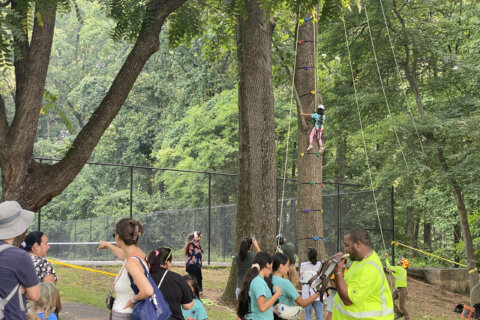 Tree climbing brought to a new level for kids in Silver Spring