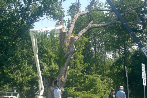 An oak standing since America’s birth comes down after its death in Montgomery Co.