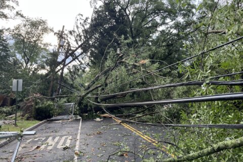 Dozens of trees were knocked down in the wake of powerful Saturday afternoon storms on July 29, 2023. (WTOP/Dave Dildine)