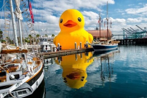 The world’s largest rubber duck is coming to Maryland for a spec-quack-ular display