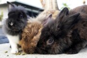'Some-bunny' have room for a rabbit? Loudoun Co. animal shelter looking to home over 40 new ones