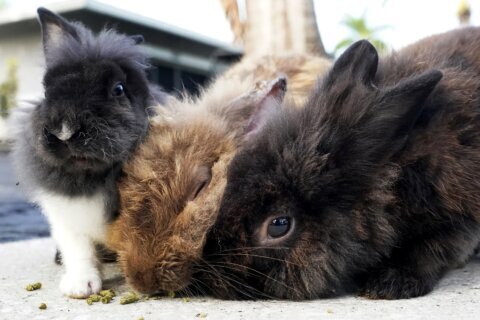 ‘Some-bunny’ have room for a rabbit? Loudoun Co. animal shelter looking to home over 40 new ones