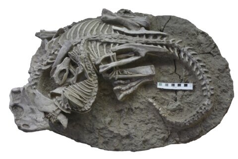 Mammals may have hunted down dinosaurs for dinner, rare fossil suggests