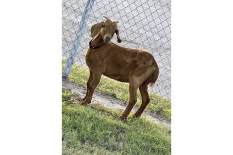 Avid search for missing Texas rodeo goat bringing residents of a small rural county together
