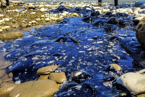 Cleanup begins after asphalt binder spill into Montana's Yellowstone River after train derailment