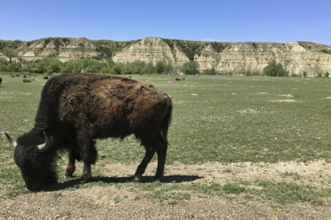 Bison attack visitors in North Dakota and Wyoming national parks