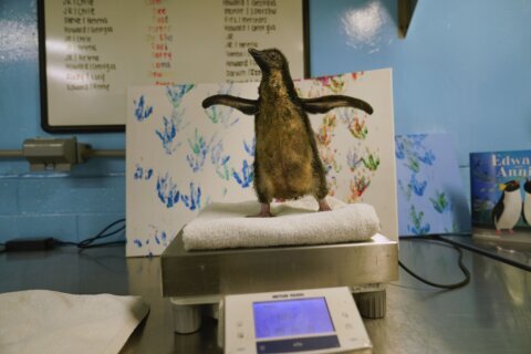 Chicago’s Shedd Aquarium welcomes its first rockhopper penguin chick in 8 years