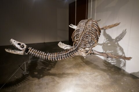 Fossilized skeletons of aerial and aquatic predators to be auctioned by Sotheby’s
