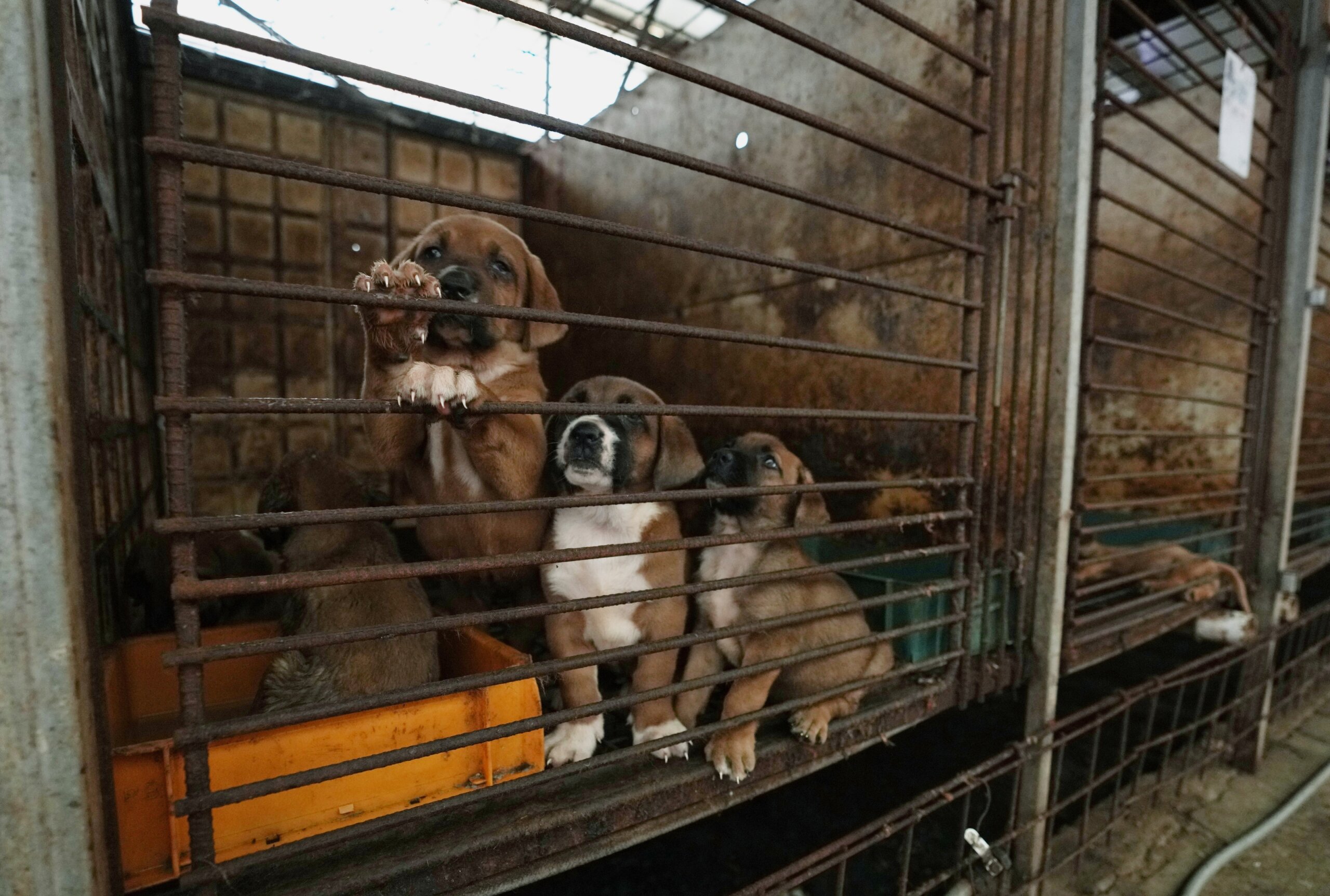 South Korean dog meat farmers push back against growing moves to outlaw