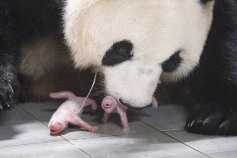 Giant panda gives birth to squirming, squealing healthy twin girls at South Korean theme park