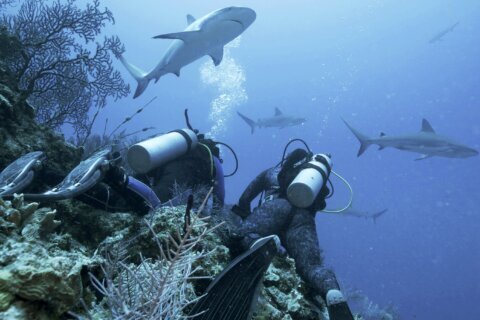 Jason Momoa hosts Discovery’s ‘Shark Week,’ featuring feeding frenzies and junkie sharks