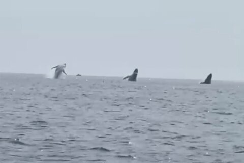 ‘Whale ballet’: Video shows 3 humpbacks jump in unison, a birthday surprise for man and daughters