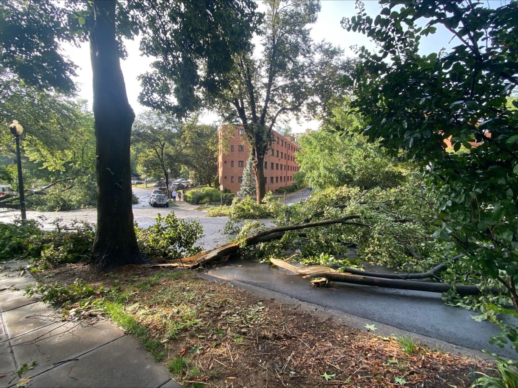 Trees down in Glover Park after the Saturday storms. (Courtesy Stephanie Sienkowski)