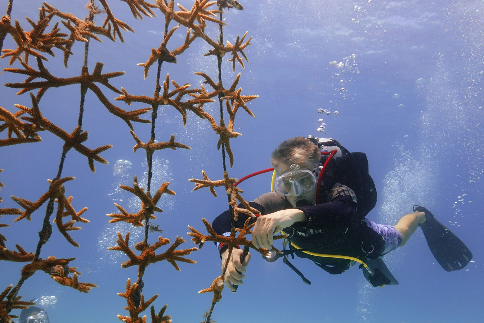 Breakthrough Cryofreeze Technique Means Brighter Future For Coral Reefs ...