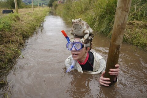 Competitors get down and dirty at Britain’s bog snorkeling championships