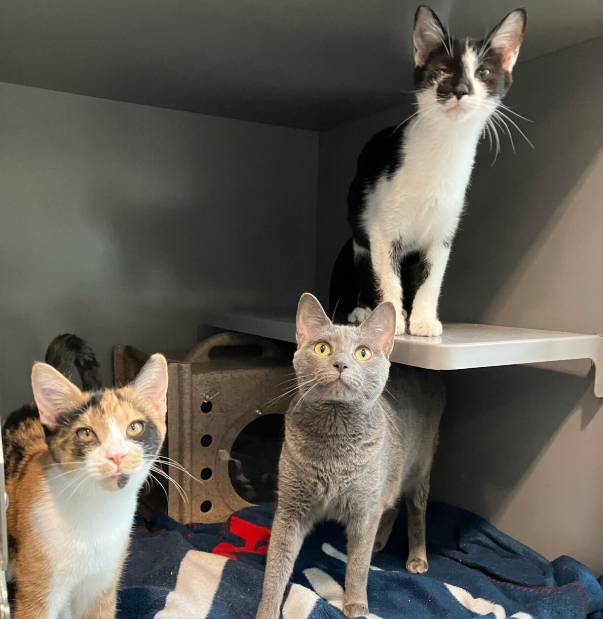 Three of the 40 cats rescued after an animal hoarding investigation (Courtesy Loudon County Animal Services)