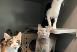 Three of the 40 cats rescued after an animal hoarding investigation (Courtesy Loudon County Animal Services)