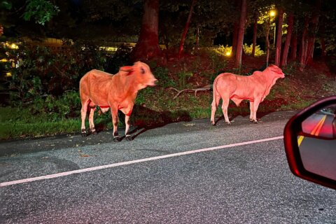 Border-crossing cows on the moo-ve through Prince George’s Co.